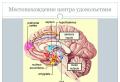«Без мозга нет удовольствия Что в мозге отвечает за удовольствие