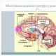 «Без мозга нет удовольствия Что в мозге отвечает за удовольствие